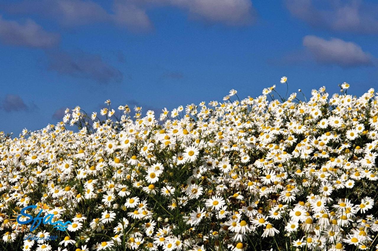 Daisy - Sunny Flowers Apartments Лукенцин Экстерьер фото